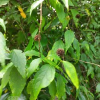 <i>Blepharispermum petiolare</i>  DC.